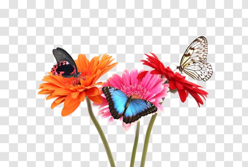 Monarch Butterfly Flower Stock Photography Fototapet Transparent PNG