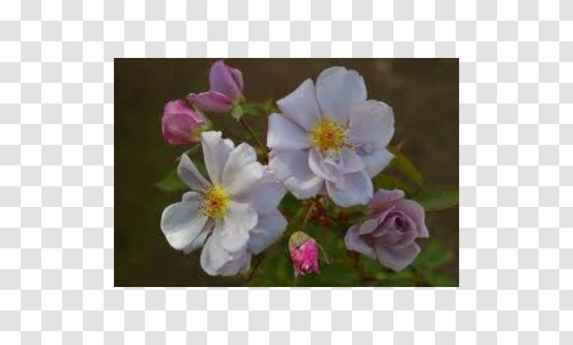 Dog-rose Rosa Rubiginosa Pimpinellifolia Wichuraiana Sasanqua Camellia - Flower - Wisteria Floribunda Transparent PNG