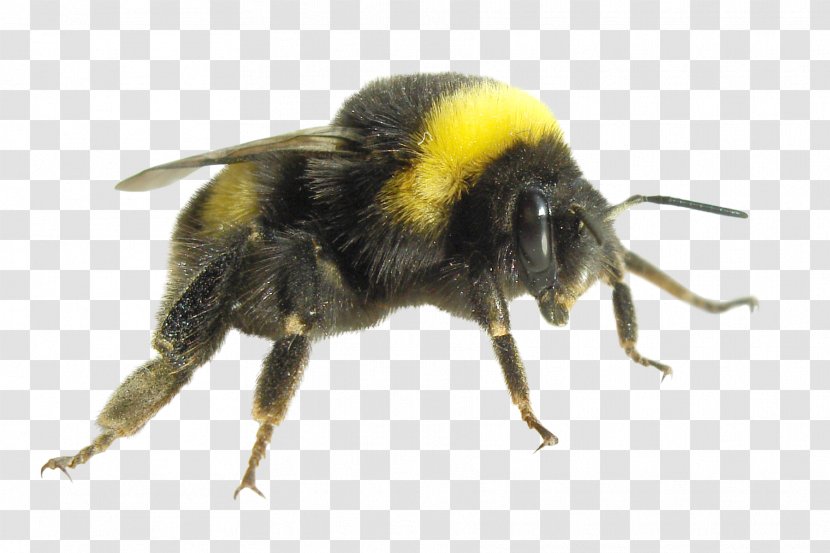 Bumblebee Economics Insect Carpenter Bee Honey Transparent PNG