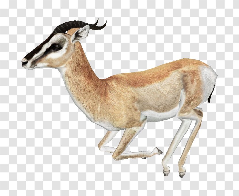 Springbok Impala Antelope - Gazelle Free Download Transparent PNG