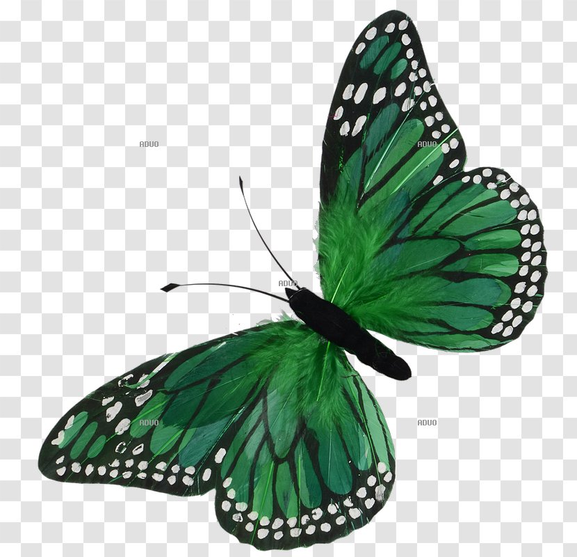 Monarch Butterfly Green Yellow Blue - Butterflies And Moths Transparent PNG