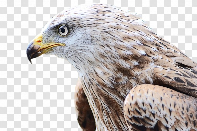 Falcon Hawk Bird Of Prey Eagle The Game Fair - Bald - Kite Transparent PNG