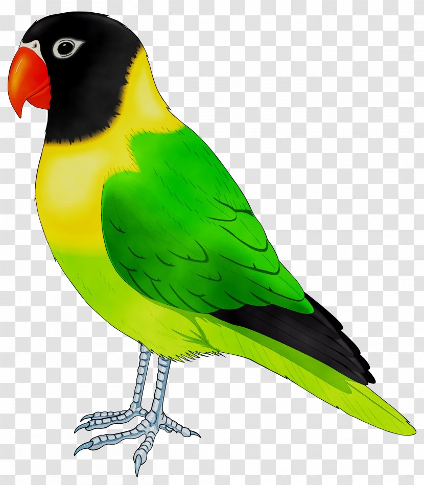Lovebird Parrot Cockatiel Budgerigar - Domestic Canary - Yellow Transparent PNG