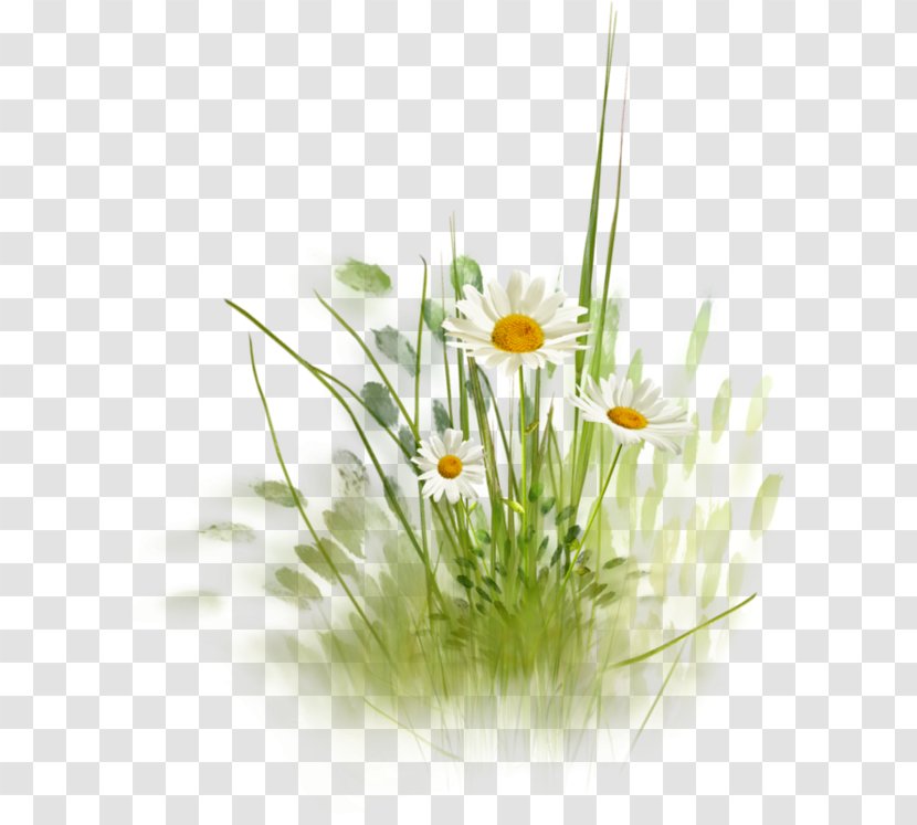 Flower Common Daisy Desktop Wallpaper Clip Art - Flowering Plant - Watercolor Cute Transparent PNG