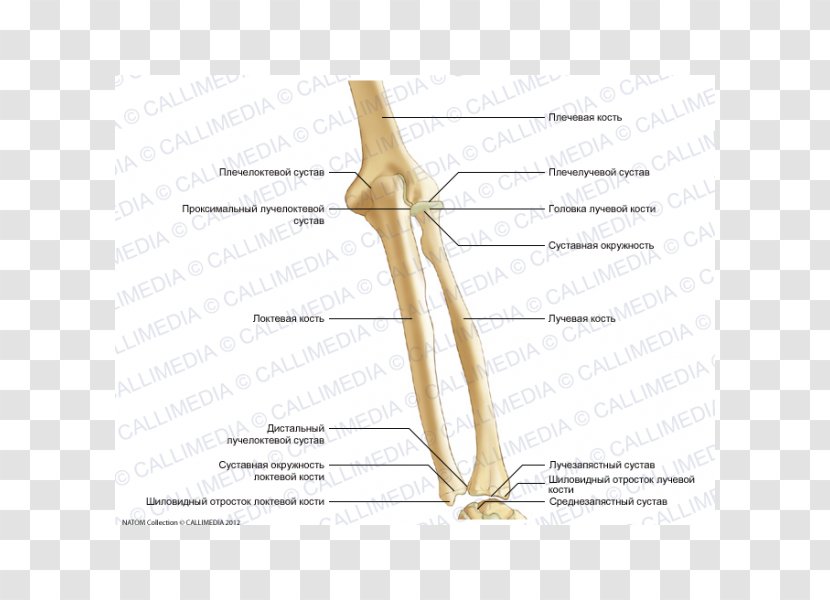 Thumb Elbow Shoulder Bone Forearm - Heart - Arm Transparent PNG
