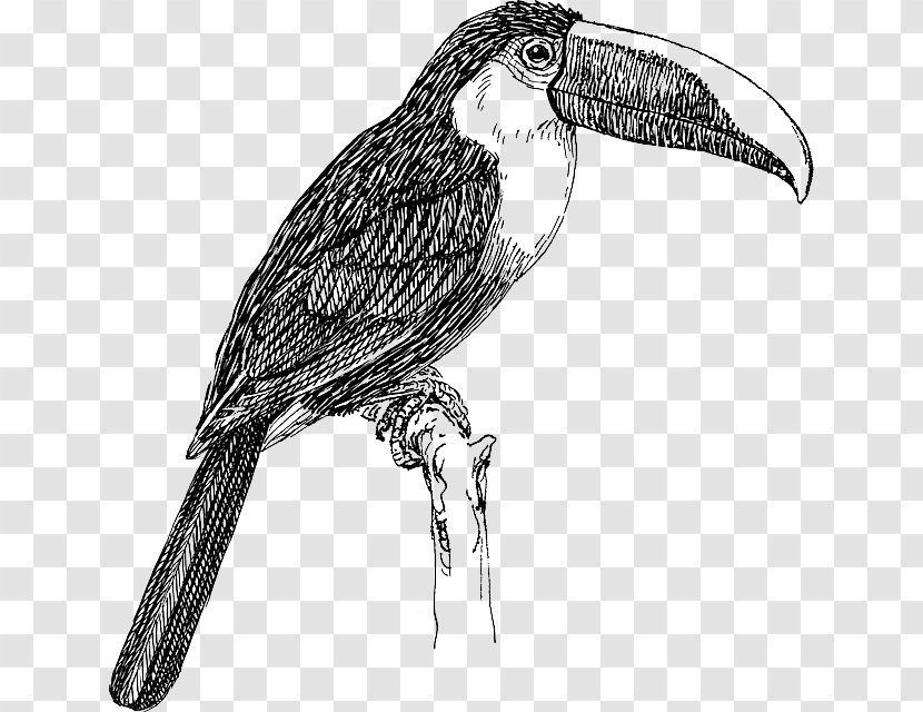 Bird White-throated Toucan Keel-billed Clip Art - Artwork Transparent PNG
