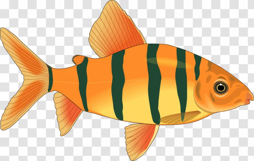 Fish Salmon - Products - Cartoon Model Transparent PNG