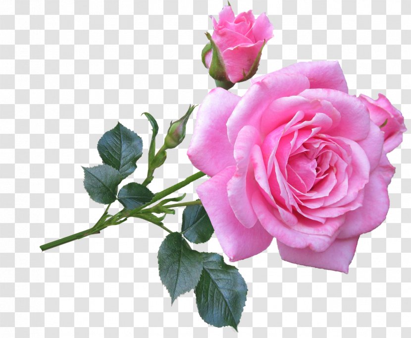 Still Life: Pink Roses Flower Plant Stem - Rose Order Transparent PNG