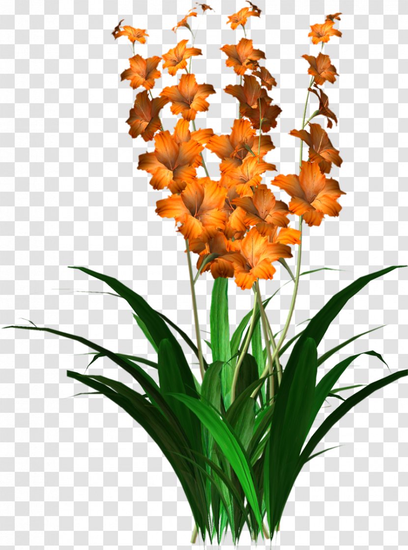 Flower - Cattleya - Gladiolus Transparent PNG