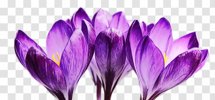 Crocus Violet Purple Flower Petal Transparent PNG