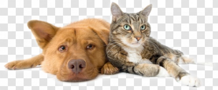 Dog Cat Pet Sitting Veterinarian - Insurance Transparent PNG