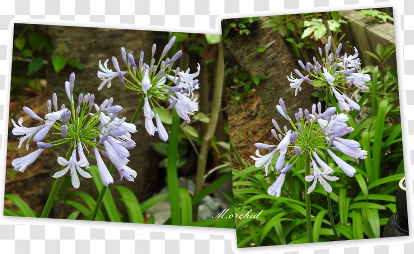 Flowering Plant Herb - Silk Screen Transparent PNG
