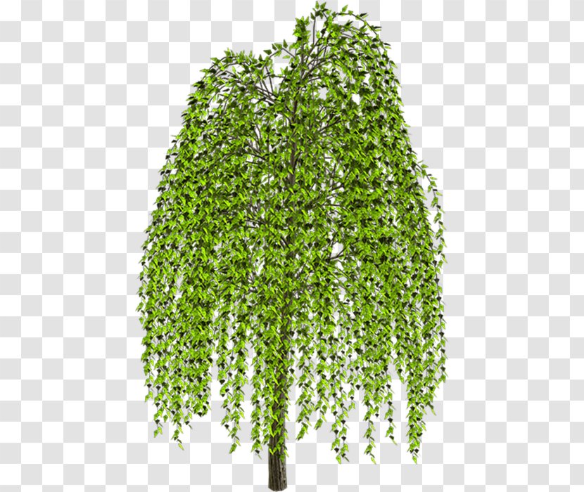 Weeping Willow Tree Drawing Clip Art - Plume Transparent PNG