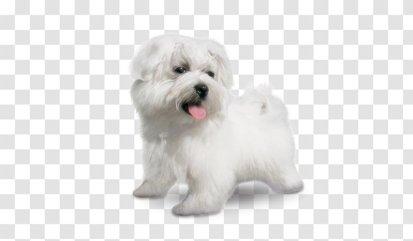 Maltese Dog Coton De Tulear Little Lion Havanese Bolognese - Small Breeds Transparent PNG