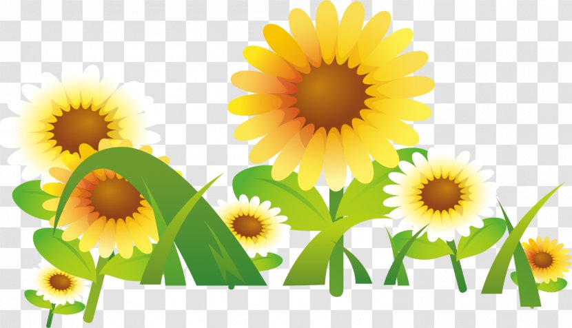 Image Common Sunflower Vector Graphics No - Annual Plant - Flower Transparent PNG