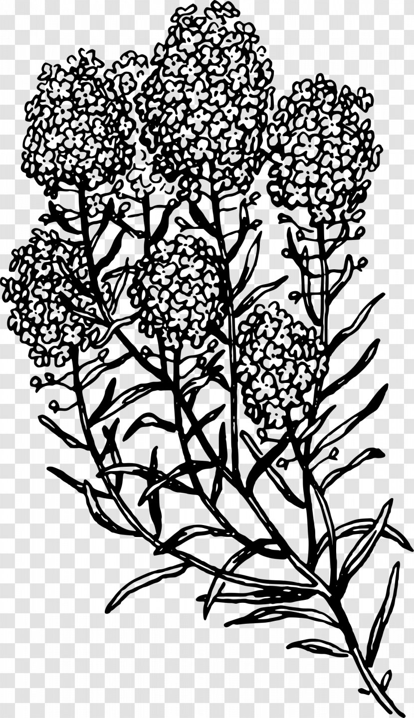 Herb Common Rue Clip Art - Flowering Plant - Botanical Flowers Transparent PNG