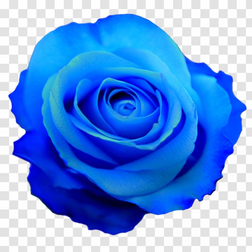 Blue Rose Flower - Watercolor Transparent PNG