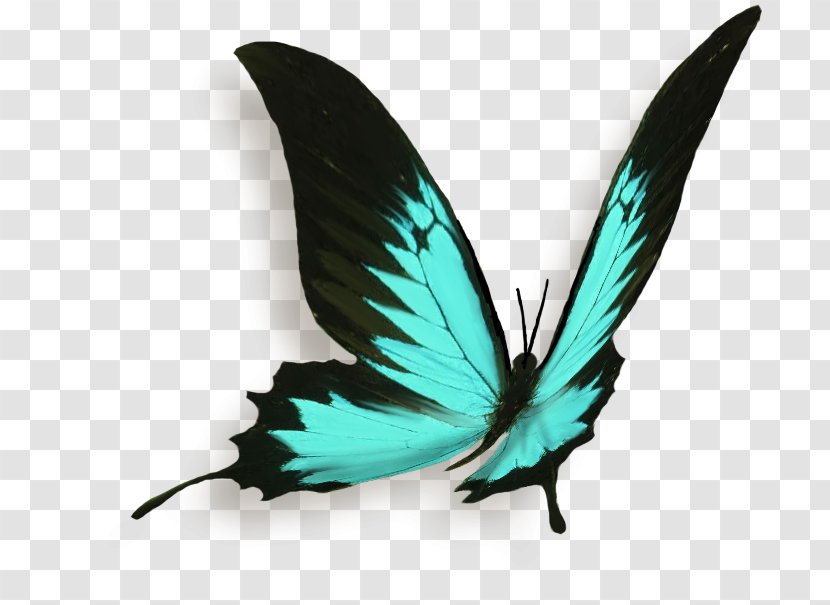 Feather - Pollinator Turquoise Transparent PNG