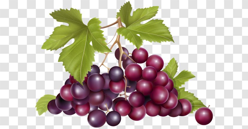 Zante Currant Common Grape Vine Wine Fruit Transparent PNG