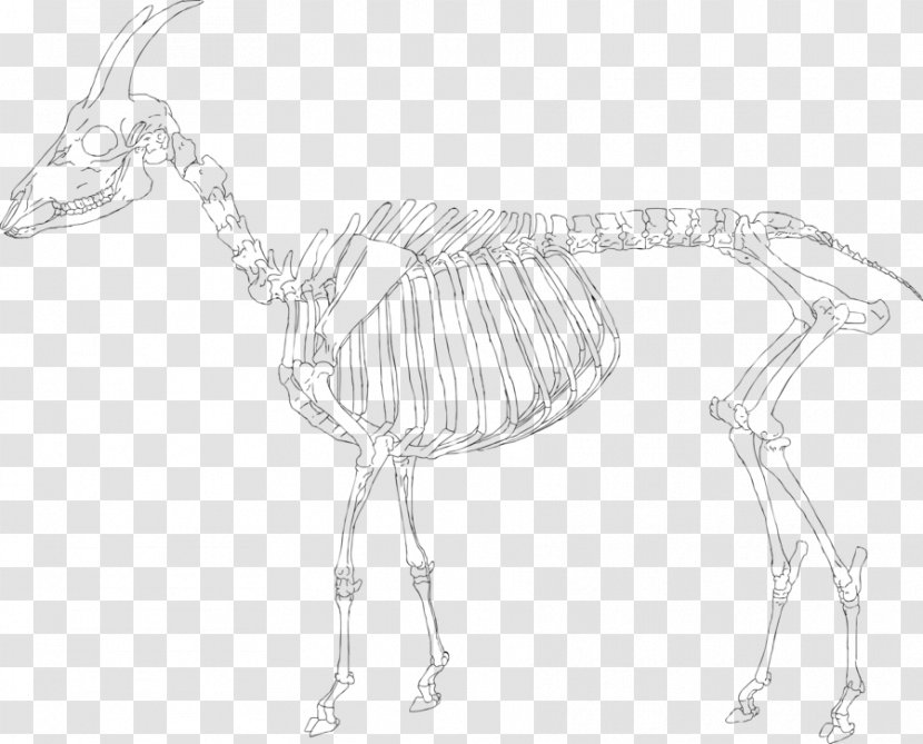 Artist Figure Drawing Canvas Print Sketch - Animal Skeleton Transparent PNG