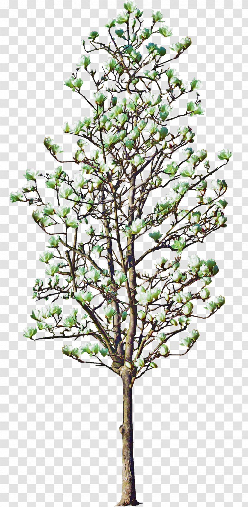 Family Tree Background - Plants - Moschatel Twig Transparent PNG