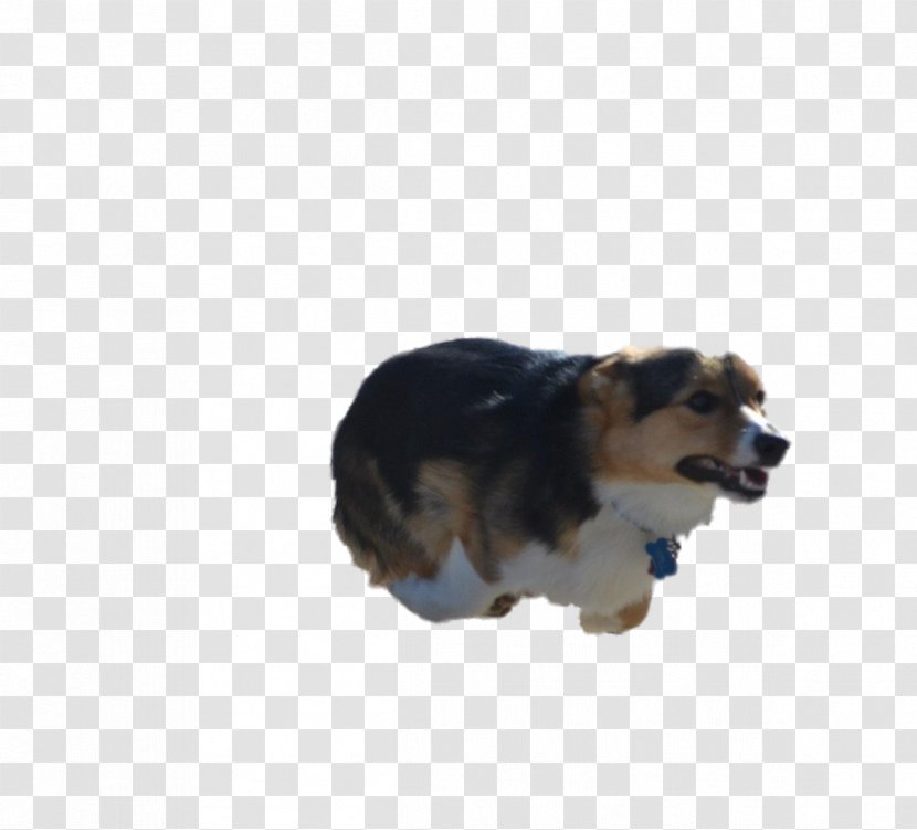 Dog Breed Puppy Companion Snout - Corgi Transparent PNG