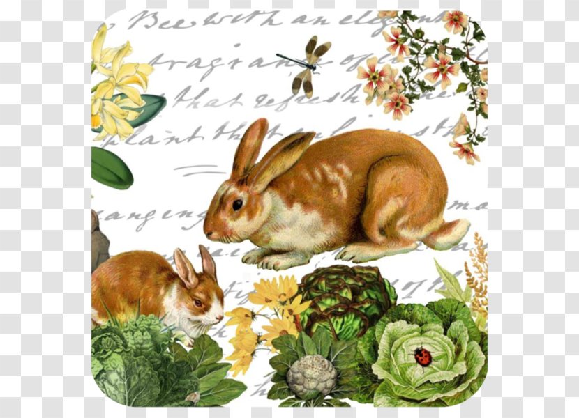 Domestic Rabbit Cutting Boards Tray Kitchen Transparent PNG