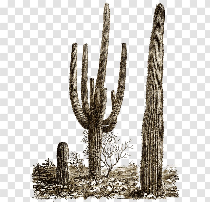 Saguaro National Park Cactus Clip Art - Flowering Plant Transparent PNG