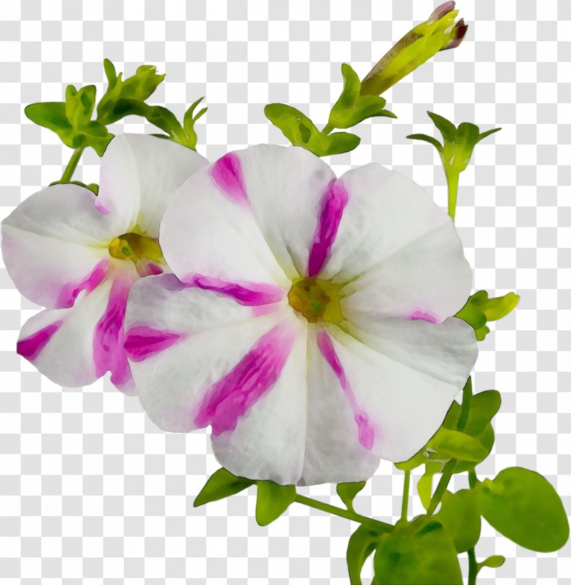 Flower Petal Plant Pink Flowering - Paint - Geranium Impatiens Transparent PNG