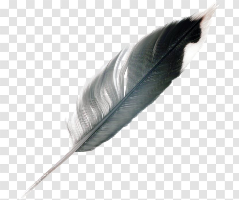 Feather - Wing Transparent PNG