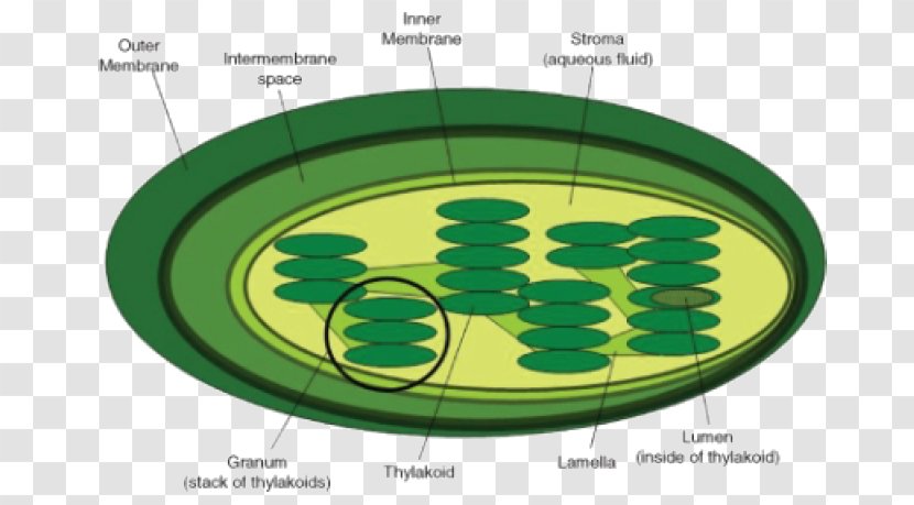 Thylakoid Cell Chloroplast Granum Photosynthesis - Membrane - Biology Transparent PNG