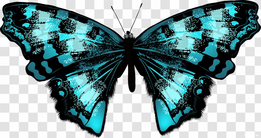 Butterfly Eastern Tiger Swallowtail Drawing Illustration Vector Graphics - Lycaenid Transparent PNG