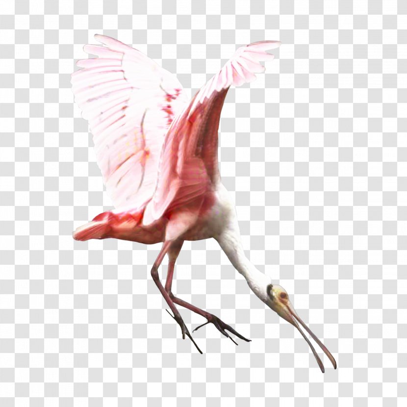 Bird Crane Beak Feather Ibis - Stork - Greater Flamingo Transparent PNG