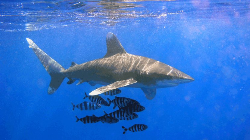 Oceanic Whitetip Shark Sandbar Silvertip Bull - Sharkproof Cage - Sharks Transparent PNG