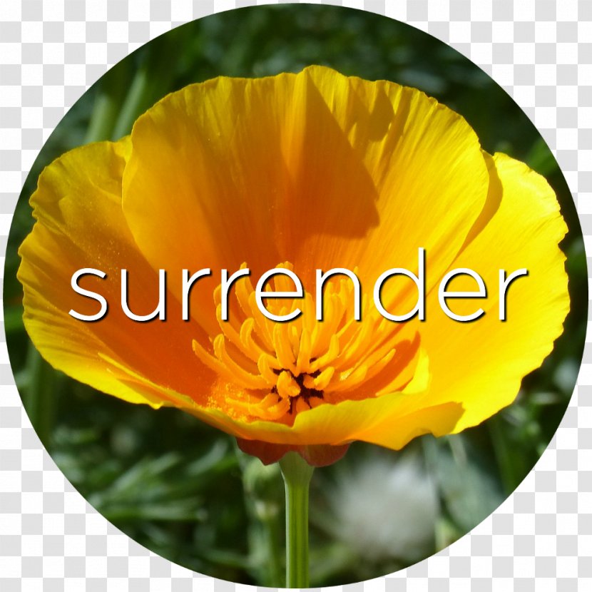 California Poppy Flower Yellow Common Transparent PNG