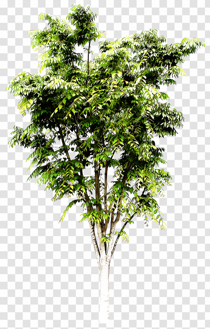 Tree Plant Woody Plant Flower Leaf Transparent PNG