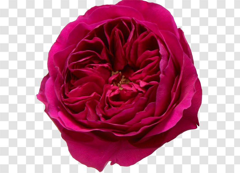 Garden Roses Flower Pink - Magenta - Rose Transparent PNG