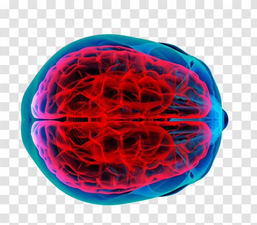 Brain Tumor Human Mapping Cancer - Nerve - Vector Perspective Transparent PNG