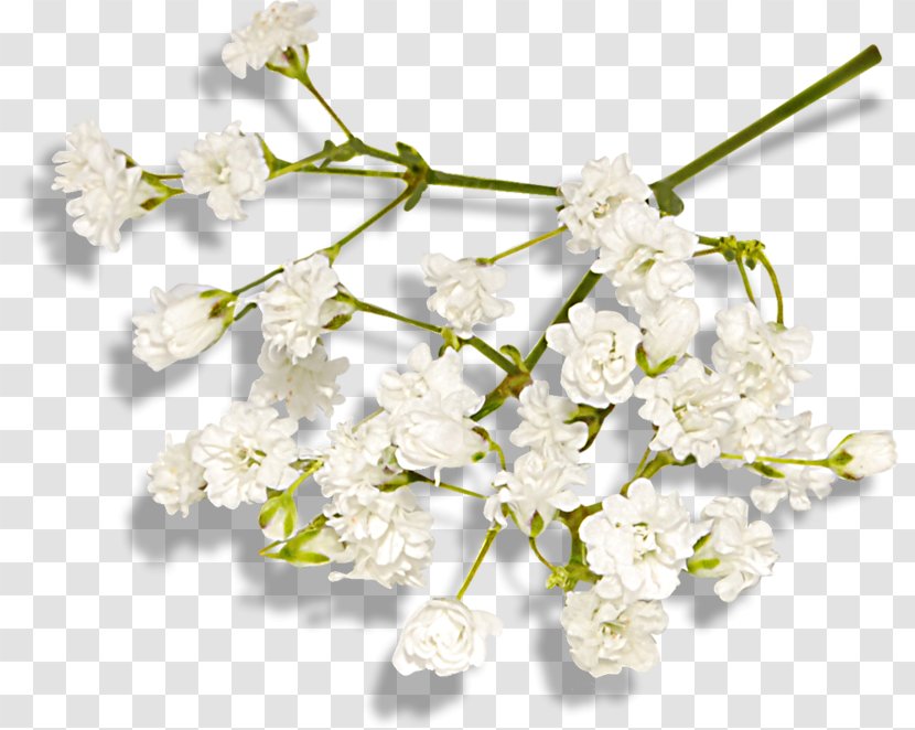 Cut Flowers ST.AU.150 MIN.V.UNC.NR AD Clip Art - Flower Transparent PNG