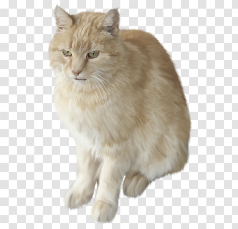 Asian Semi-longhair British Manx Cat Siberian Ragamuffin - Kurilian Bobtail - Chaton Transparent PNG