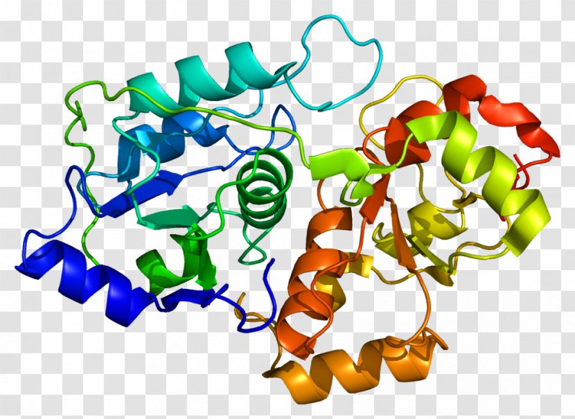 Protein MT-ND1 Nitrosylation Rhodanese Gene - Watercolor - Tree Transparent PNG