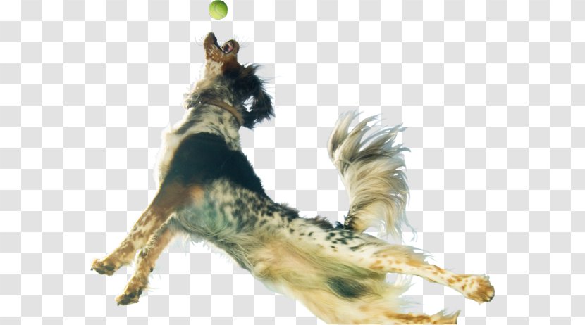 Dog Breed Pet Cat Police - Tail - Go For A Ride Day Transparent PNG