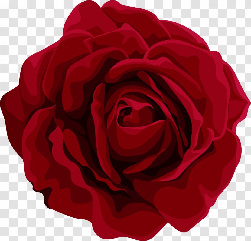 Garden Roses Centifolia Red Flower Petal - Beautiful Flowers Transparent PNG