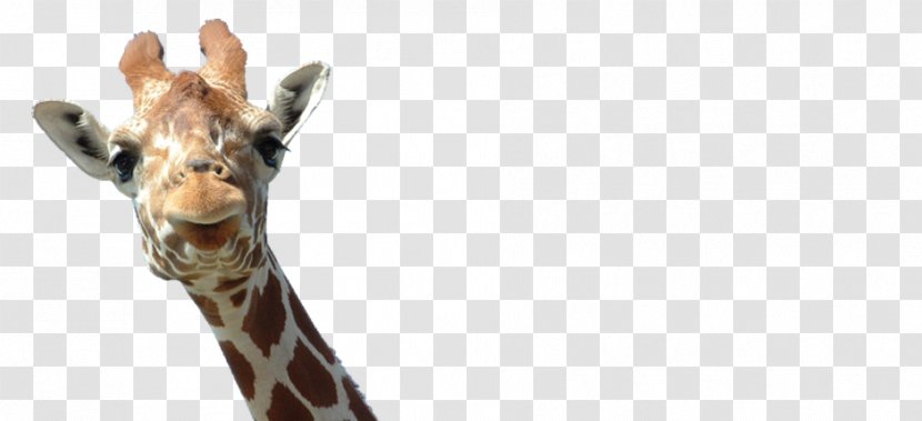 The Giraffe Family Reticulated - Fauna - Oreja Transparent PNG