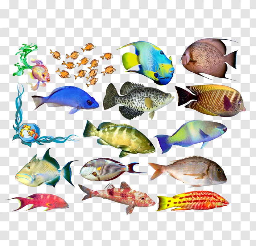 Bony Fishes Vertebrate Animal Clip Art - Fish Transparent PNG