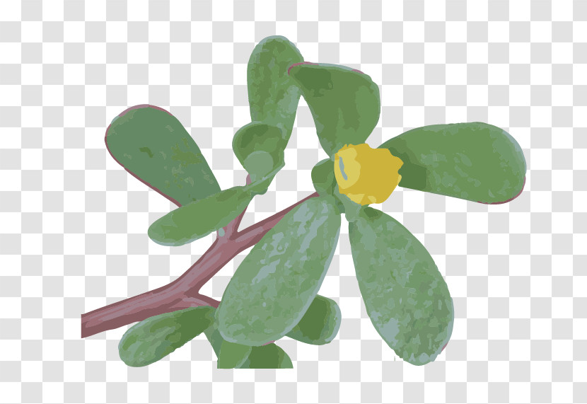 Flower Leaf Plant Symbol Impatiens Transparent PNG