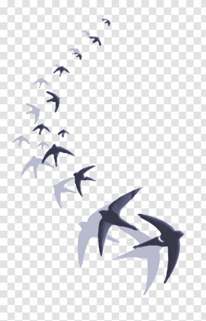 Barn Swallow Hirundininae Drawing Bird Transparent PNG