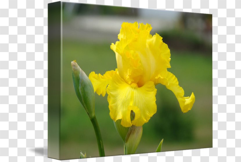 Iris Pseudacorus Irises Flower Art Kiev Transparent PNG