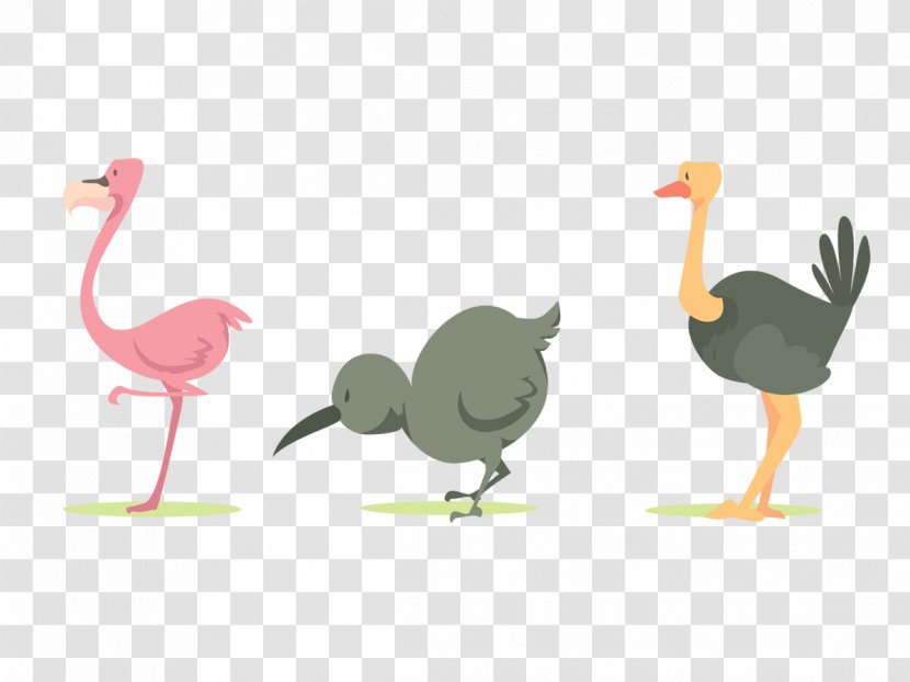 Common Ostrich Bird Cartoon - Chicken - Crane Transparent PNG