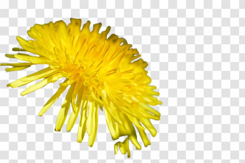 Dandelion Yellow Flower Sow Thistles - Plant - Daisy Family Coltsfoot Transparent PNG